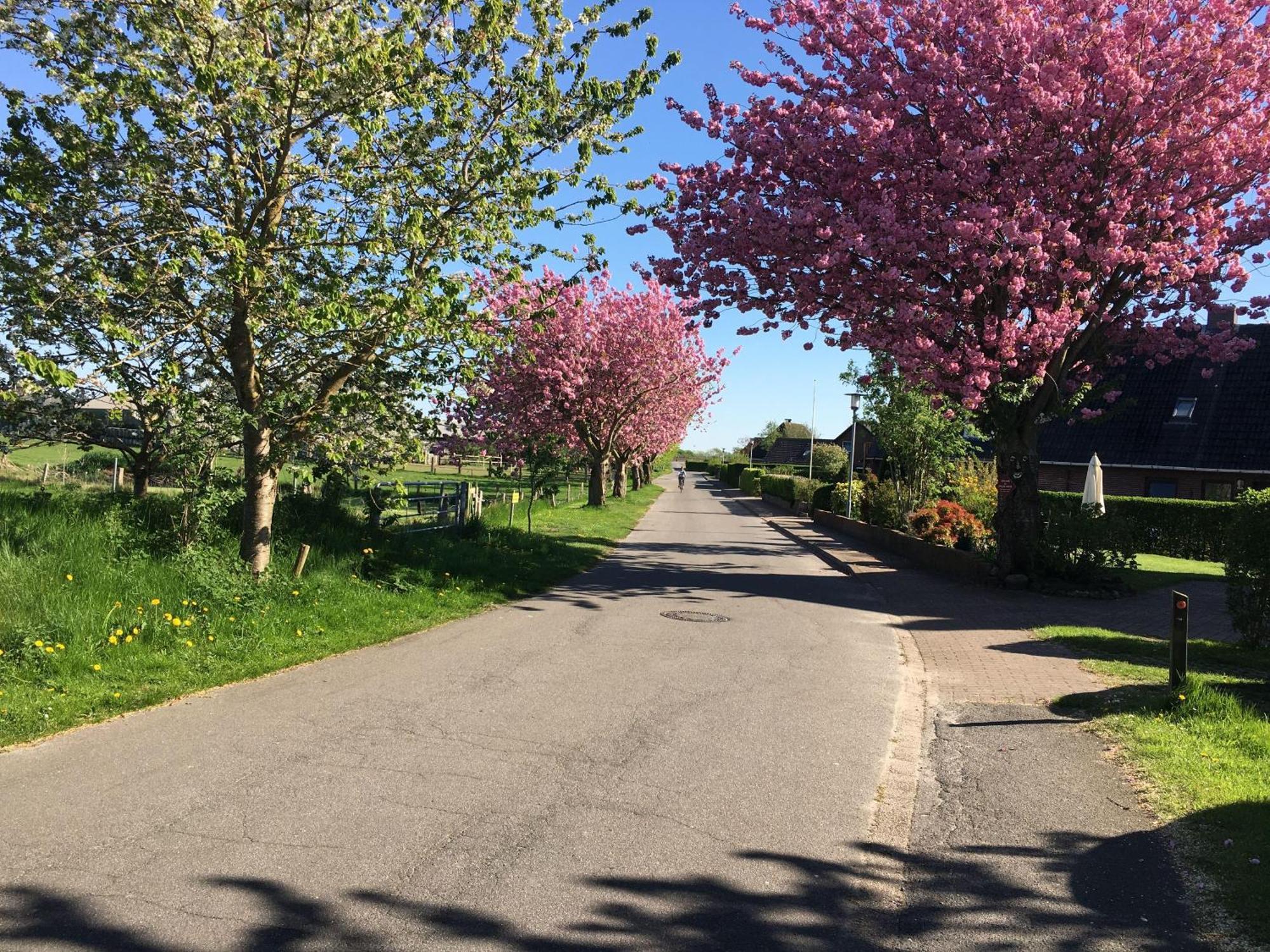 Ferienwohnung-Schwertmuschel-Im-Haus-Muschelgarten Alkersum Bagian luar foto